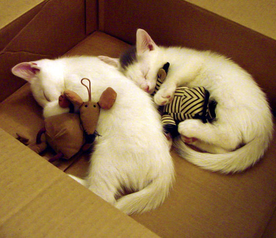 九游(jiuyou)官方网站-_篮网队战术调整到位，战绩稳步上升_，篮网队战术手册