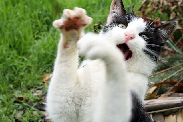 世界马术大奖赛上海站,中国骑手获历史性银牌,世界马术骑手排名